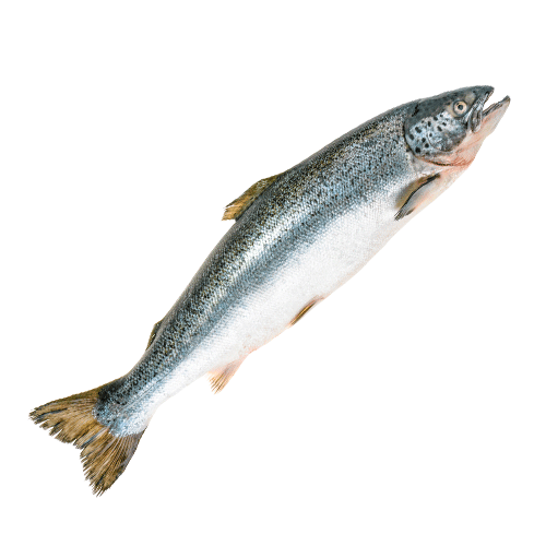 Атлантическая семга (Лосось)
Целая замороженная рыба вид Salmo salar размером от 4  до 5 килограммов позволяет получить вкусное, в меру сочное диетическое мясо.
Атлантическая Семга является одной из самых распространенных видов рыбы в мире. Она широко используется в различных блюдах, в том числе для суши, супов, роллов и для обжаривания на гриле. Замороженная семга хорошо сохраняет питательную ценность и может быть удобным источником белка для диетического питания.
Замороженная Семга содержит высокую концентрацию полезных жирных кислот, в том числе омега-3, которые полезны для сердечно-сосудистой системы и могут снижать риск развития сердечно-сосудистых заболеваний. Семга также является богатым источником протеина, который необходим для строительства и ремонта тканей человеческого тела. Протеин, который содержится в семге, может быть использован организмом для синтеза гормонов. Поэтому употребление семги в рационе может быть полезным для поддержания нормального уровня гормонов в человеческом теле.
При заказе рыбы укажите, какой вид нарезки вам необходим. Так как эта рыба семга замороженная, есть два вида поставки - целая рыба и нарезанная на стейки. По данной цене предлагается целая рыба, в комплекте с головой и суповым набором.
Хранить в морозильной камере.