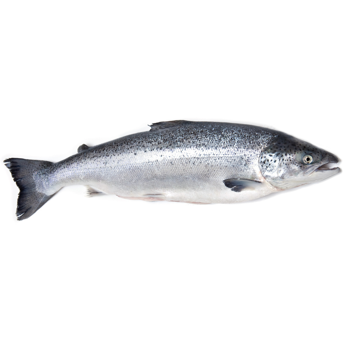 Океаническая форель вылов Норвегия
Высококачественная рыба, доступная в целом виде и замороженная для сохранения свежести. Каждая рыба имеет вес примерно от 5 до 6 килограммов, что делает ее идеальным выбором для приготовления вкусных и диетически полезных блюд.

Атлантическая Форель обладает нежным и сочным мясом с легким и нежным вкусом, который подвергается множеству кулинарных приемов. При заказе форели, вам предоставляется возможность выбрать между целой рыбой или нарезанными стейками. Нарезанная рыба поставляется с головой и суповым набором, что позволяет вам полностью насладиться всеми ее преимуществами и использовать ее в различных рецептах. Из головы Вы можете сделать идеальный бульон для супов и соусов, а стейки готовить любымым вам способом.
Форель заморожена для сохранения свежести и качества продукта. Чтобы сохранить все вкусовые качества и питательные свойства, мы рекомендуем хранить ее в морозильной камере.
Океаническая форель вылова Норвегии - это идеальный выбор для тех, кто ищет высококачественную рыбу с нежным мясом и вкусом. Она подойдет как для повседневных блюд, так и для особых мероприятий. Приготовьте вкусные блюда с форелью и порадуйте себя и своих гостей неповторимыми вкусовыми впечатлениями.
В продаже целая рыба весом 7 - 8 килограмм.