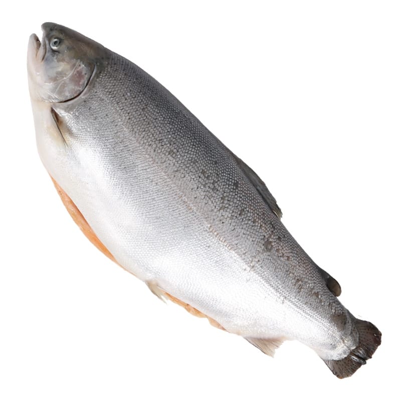 Норвежская охлажденная Форель (Norwegian Fjord Trout)
Красная рыба семейства Лососёвых (Salmonidae) обитает в кристально чистой воде на севере Атлантического океана. Фермерская рыба, выращиваемая в открытых садках у побережья Норвегии содержит полезные для здоровья питательные вещества, включая Омега-3 жирные кислоты, способствующие здоровью сердечно-сосудистой системы. Идельный источник белка для вашего обеда или ужина.
Крупная, вес каждой рыбы от 5 до 6 кг. С головой, потрошеная. Для нарезки выберите тип. 
Мы заказываем рыбу только высочайшего качества.
Доставляется самолетом два раза в неделю из Норвегии.