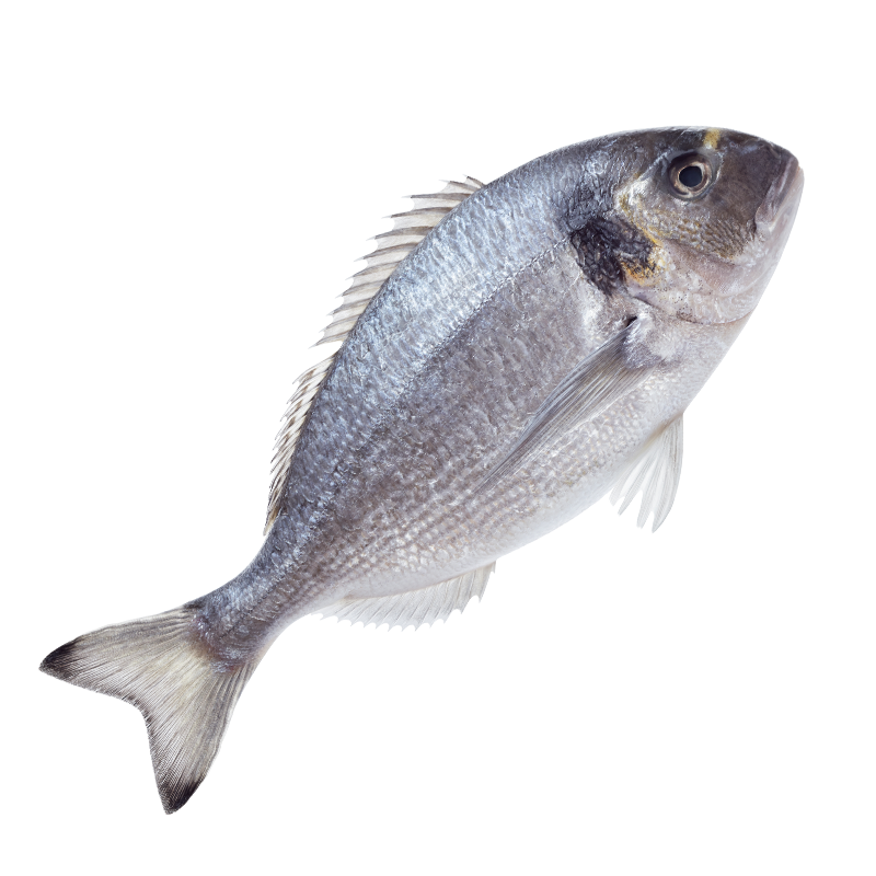 Охлажденная Рыба Дорадо размер 300-400
Свежая средиземноморская рыба Дорадо - Золотистый Спар приведет вас в восторг нежным и сочным мясом. 
Готовить лучше всего на гриле, сковороде или углях. Но можно и по испански - запекать в панцире из крупной соли.
Охлажденная рыба, купленная в KingFisher будет доставлена на вашу кухню почищенная от чешуи и внутренностей, вымыта и полностью готова к приготовлению.
Хочется добавить, что мы закупаем дораду из Греции и Турции, доставляется она самолетами в больших пенопластовых коробах, пересыпанная льдом. Чем отличается свежая охлажденная рыба от замороженной? Свежая дорада имеет светлые жабры, прозрачные глаза и светлую чешую. Но самое главное отличие в качестве мяса свежей рыбы, оно более упругое и душистое, и в конечном итоге более вкусное.