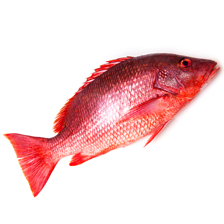 Рифовая рыба Красный Снеппер (Red Snapper)
Вылов Шри-Ланка, доставка авиатранспортом один раз в неделю. 
При правильном приготовлении это очень вкусная тропическая рыба. В нашей компании предлагается весом 1-3 кг штучка.