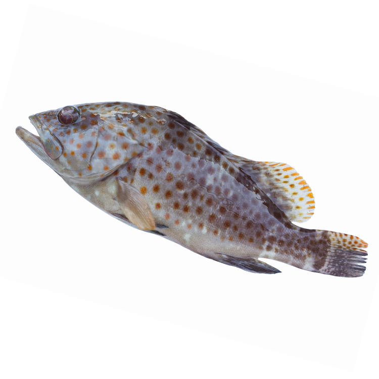 Spotted Grouper -  Группер, Каменный Окунь 
Очень вкусная, достаточно жирная рыба, вылавливаемая в Шри Ланкийских рифовых водах Индийского океана.
В Казахстан доставляем авиатранспортом, еженедельная поставка.