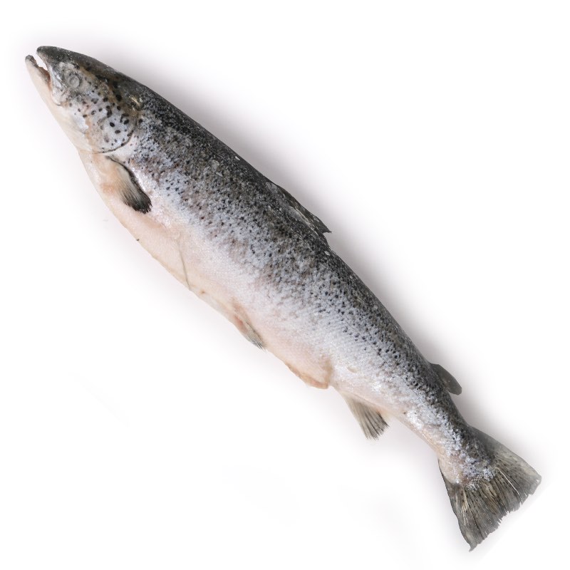 Семга (лосось) Атлантическая замороженная
Вес рыбы 4-5 кг. Если необходимо, нарезка на стейк из семги бесплатно. 
Сегодня проявить заботу о ближних легко - просто купите и приготовьте красную рыбу.  Ведь не секрет, что  свежая красная рыба является необходимым элементом рациона человека, заботащегося о своем здоровье, в ней много полезных жиров и легко усвояемый белок.
Бесплатная доставка. Акции и скидки каждую неделю.