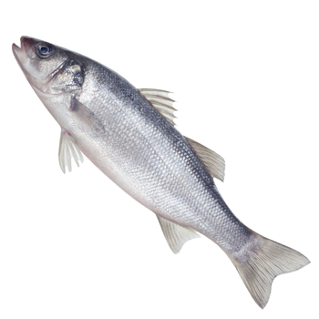 Охлажденный Сибас размер 600-800 грамм
Средиземноморская морская рыбка с жирным мясом. Вкусна на гриле, запеченная в духовке и в супе.